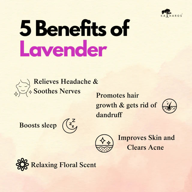 KASHMIRI LAVENDER